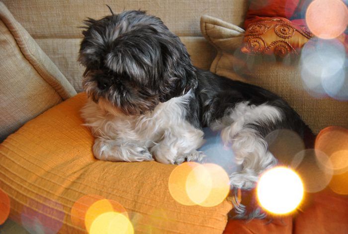 EFECTO BOKEH RESULTADO EFECTO BOKEH